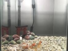 金魚の水槽が臭い ニオイが出る原因と対策について アクアハーミット