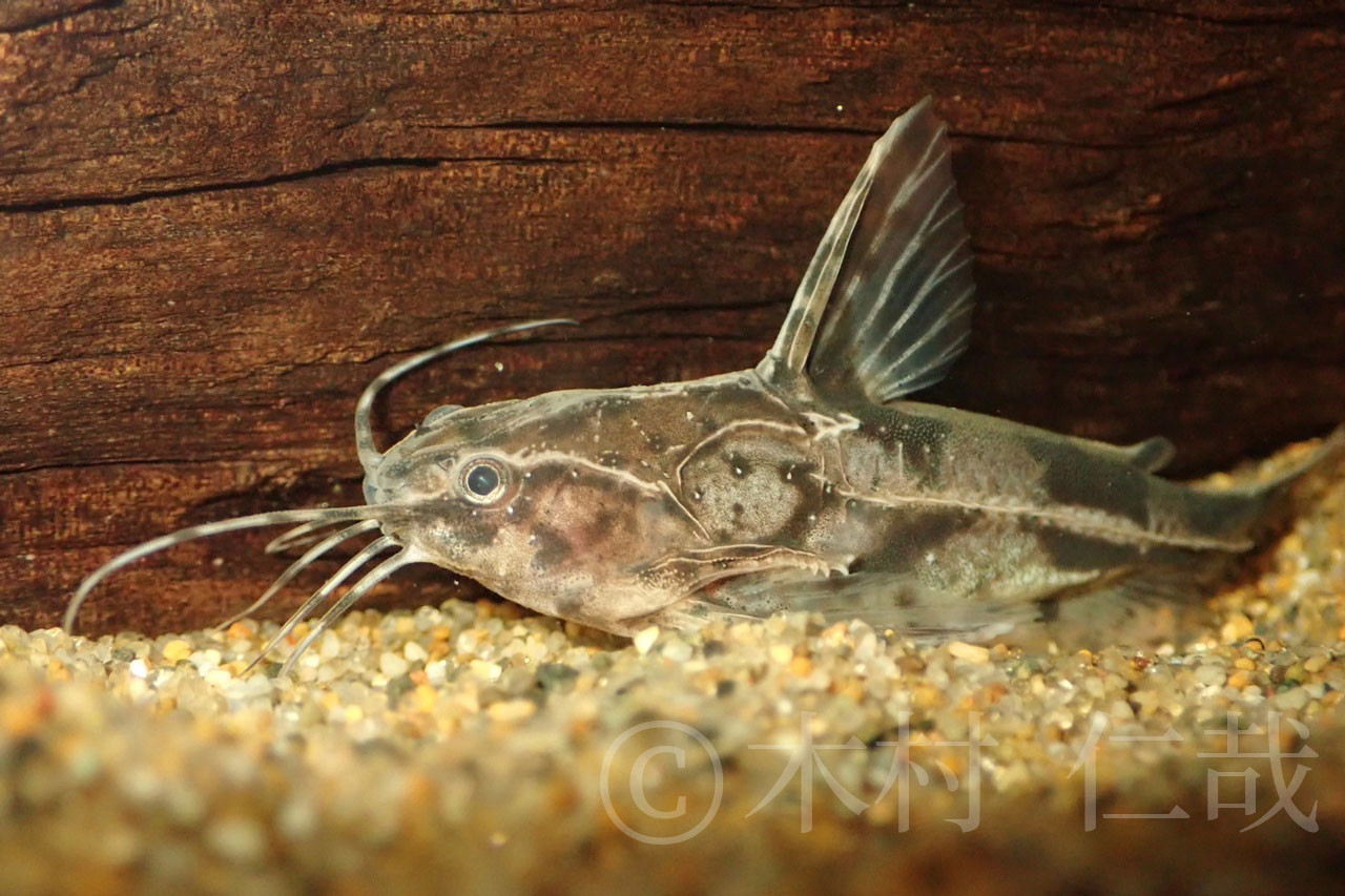 オーソドックスなアンブリドラスの幼魚